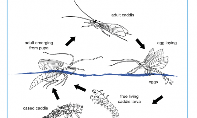 Entomology Life Cycle diagrams