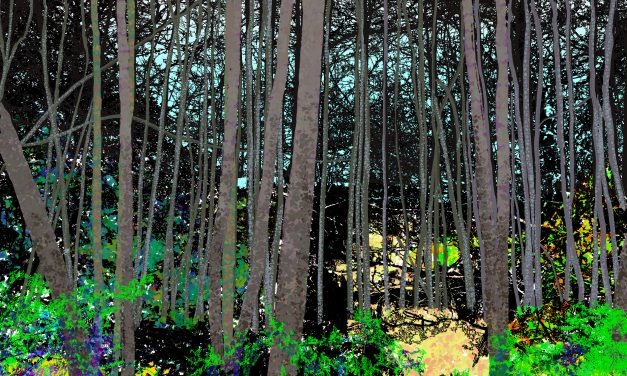 Lakeside Coppice – Bodenham