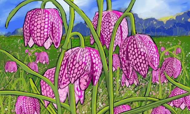 Snake’s Head Fritillaries