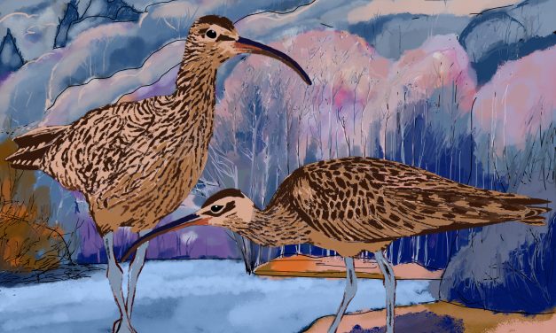 Whimbrels