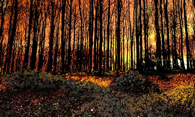 Jubilee Drive Queenswood at sunset